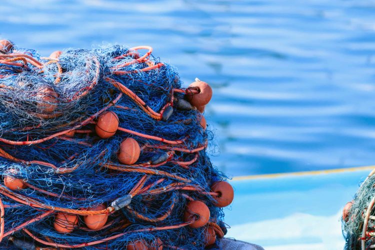 Pesca de la anchoa 2025